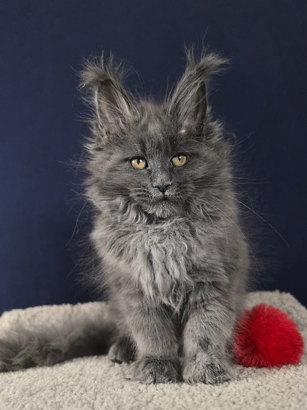 O*Angela Akbars - Kitten maine-coon 2 months 2.5 weeks