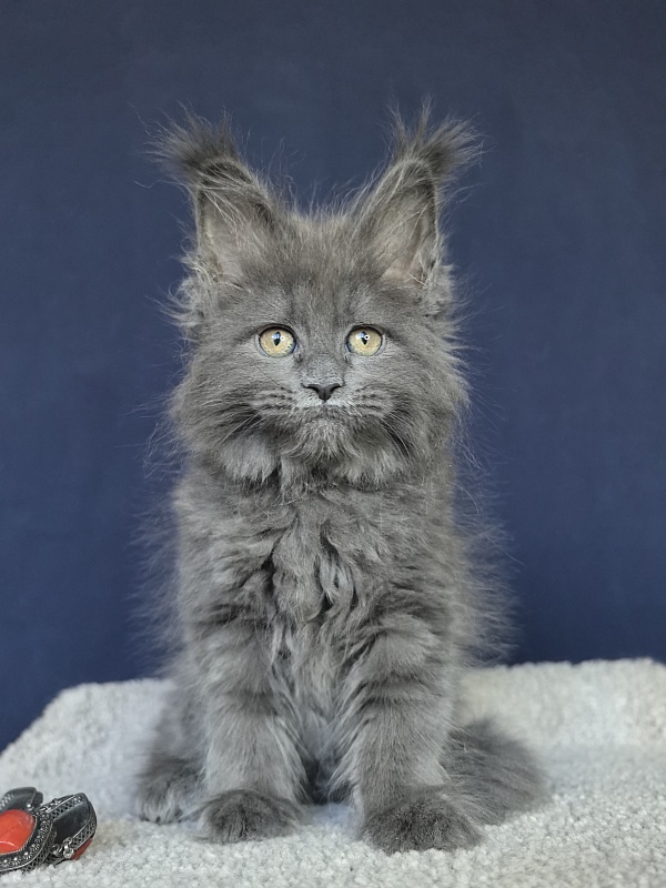 O*Angela Akbars - Kitten maine-coon 1 month 3 weeks