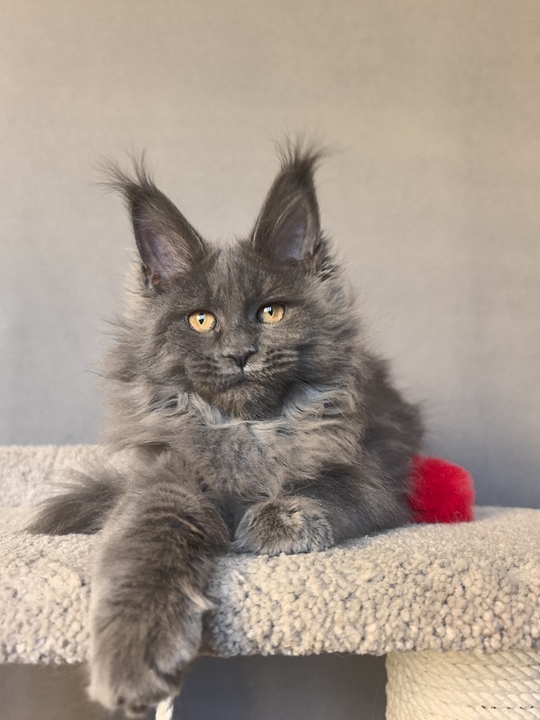 O*Angela Akbars - Kitten maine-coon 3 months 3 weeks