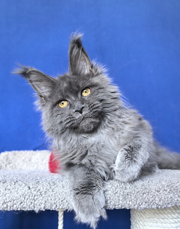 O*Angela Akbars - Kitten maine-coon 5 months 2 weeks