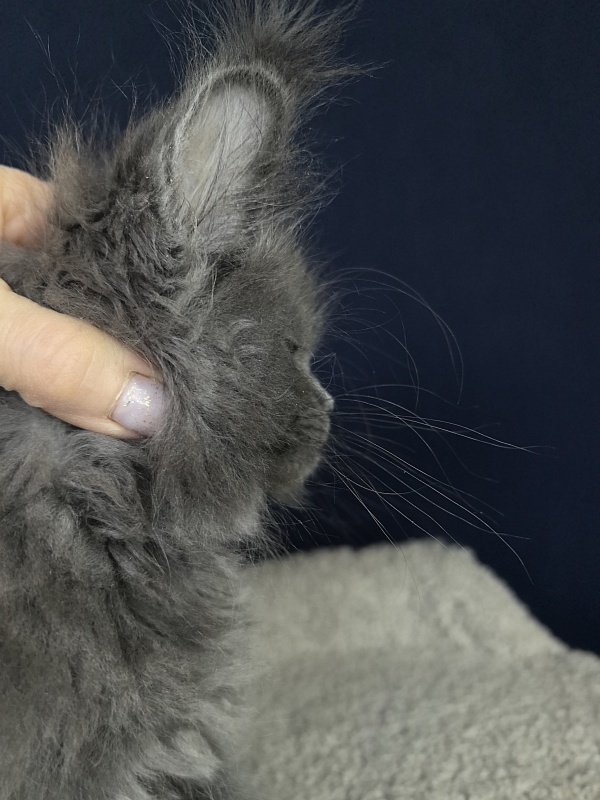 O*Angela Akbars - Kitten maine-coon 1 month 3 weeks