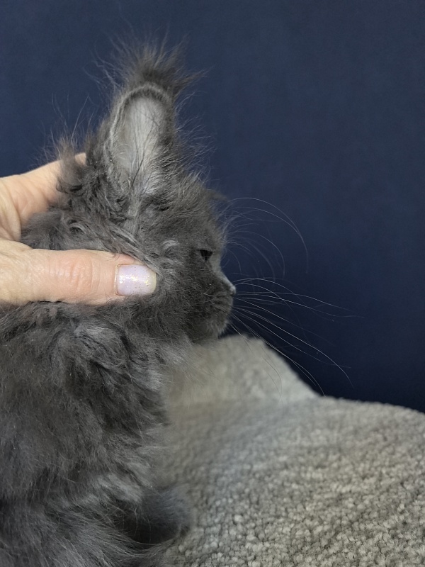 O*Angela Akbars - Kitten maine-coon 1 month 3 weeks