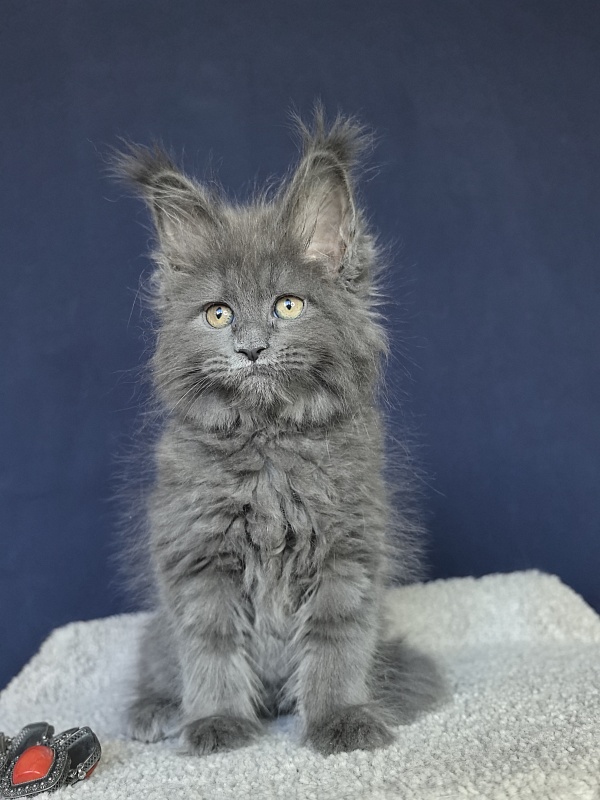 O*Angela Akbars - Kitten maine-coon 1 month 3 weeks