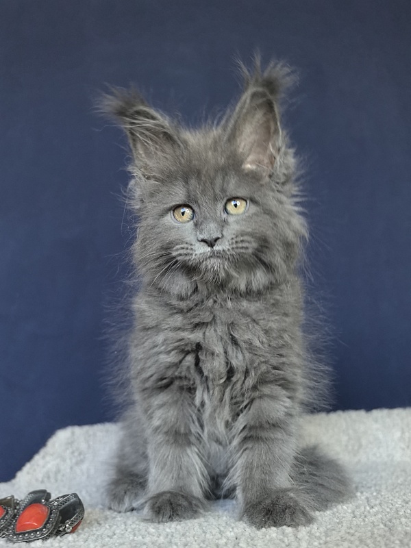 O*Angela Akbars - Kitten maine-coon 1 month 3 weeks