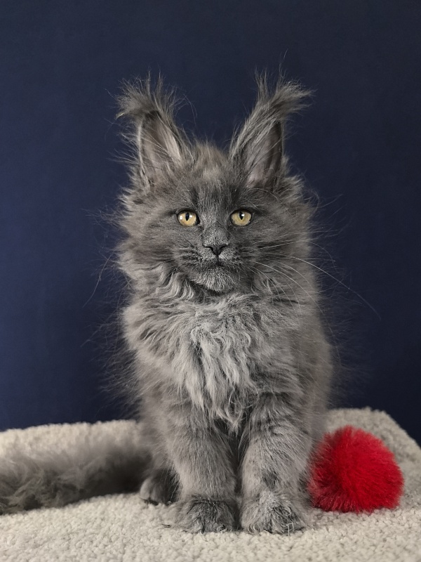 O*Angela Akbars - Kitten maine-coon 2 months 2.5 weeks