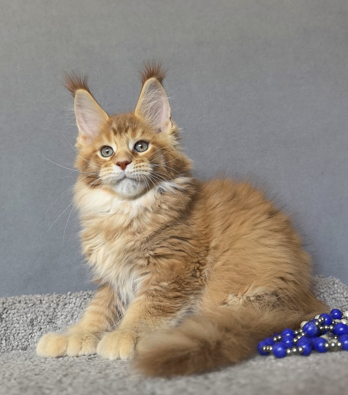 T-Rexx Akbars (polydactyl 66/66) - Kitten maine-coon 2 months 1.5 week