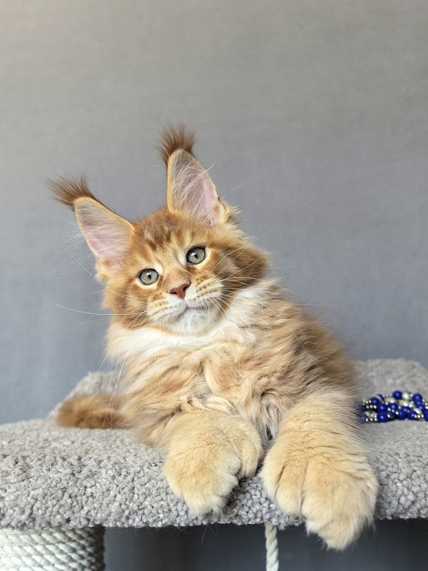 T-Rexx Akbars (polydactyl 66/66) - Kitten maine-coon 2 months 1.5 week