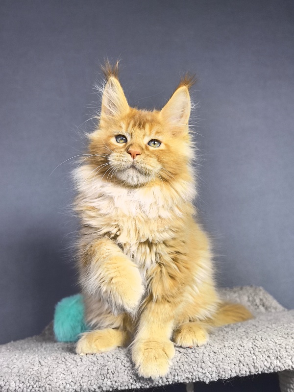 Tokyo Man Akbars - Kitten maine-coon 2 months 1.5 week