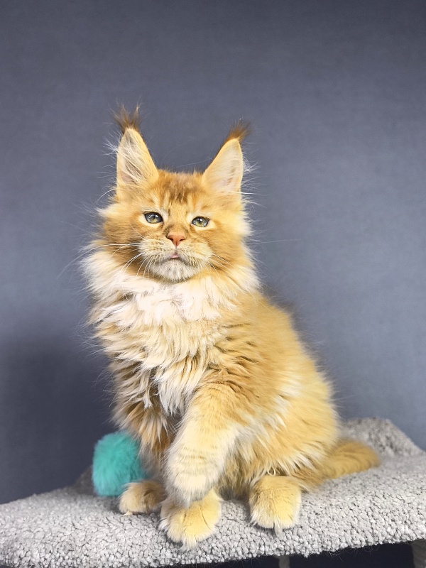 Tokyo Man Akbars - Kitten maine-coon 2 months 1.5 week