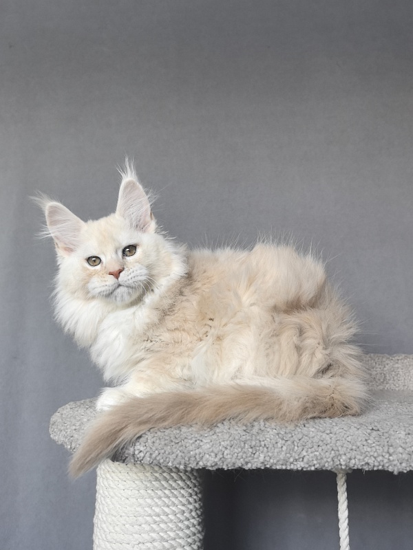 Tyler Man Akbars - Kitten maine-coon 2 months 1.5 week