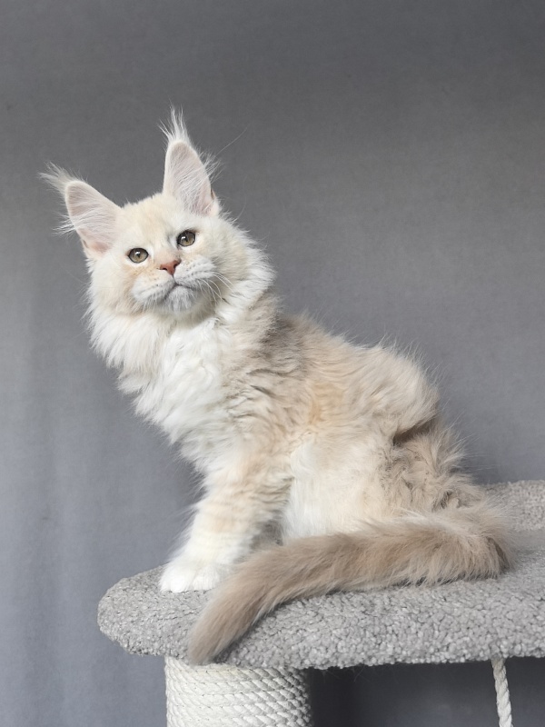 Tyler Man Akbars - Kitten maine-coon 2 months 1.5 week