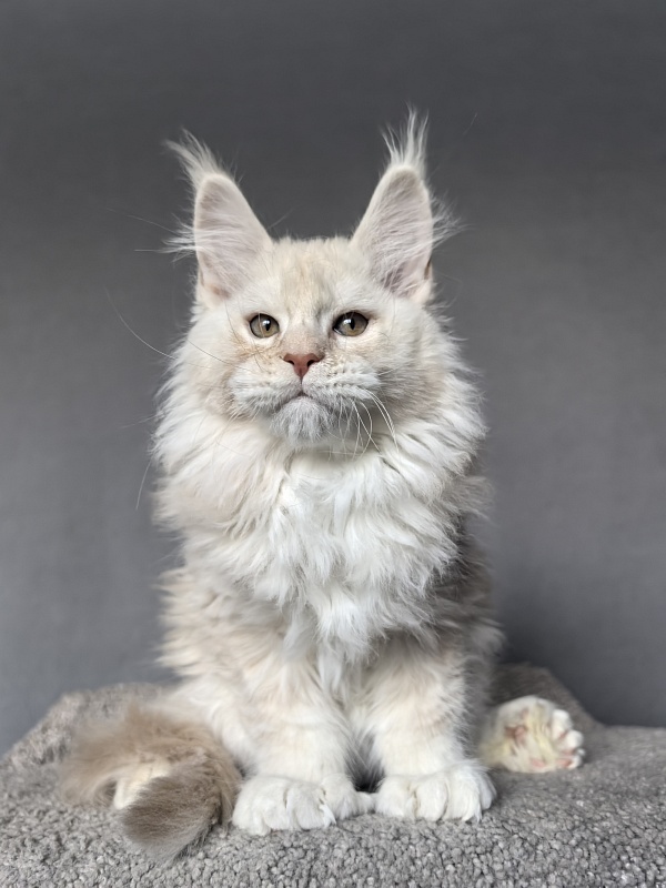 Tyler Man Akbars - Kitten maine-coon 2 months 1.5 week