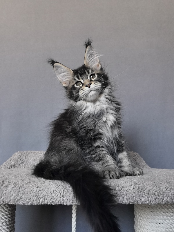 Taiga Akbars - Kitten maine-coon 2 months 1.5 week