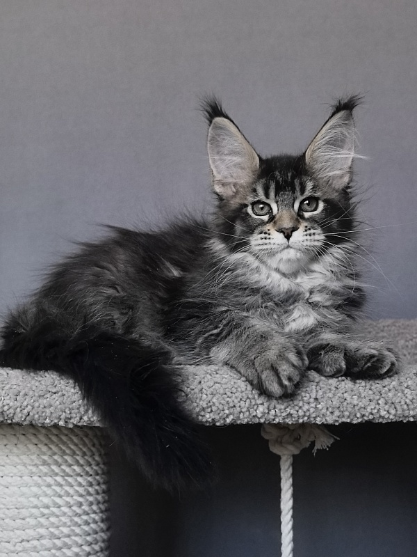 Taiga Akbars - Kitten maine-coon 2 months 1.5 week