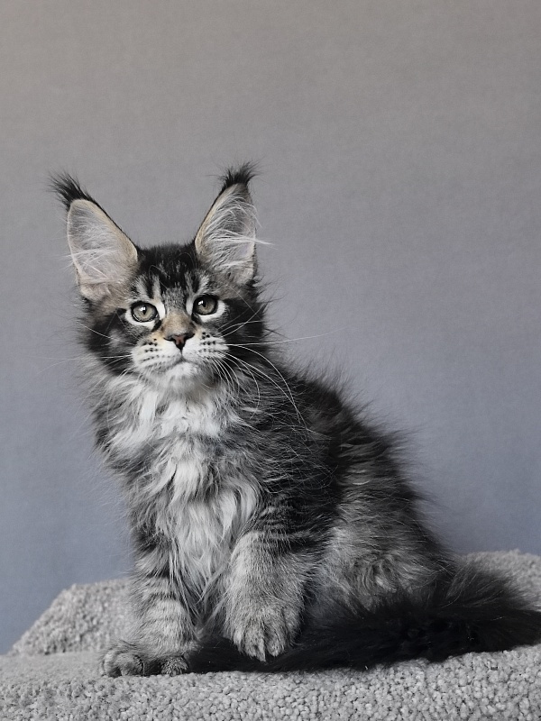 Taiga Akbars - Kitten maine-coon 2 months 1.5 week