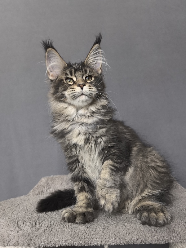 Taiga Akbars  (polydactyl 66/66) - Kitten maine-coon 3 months