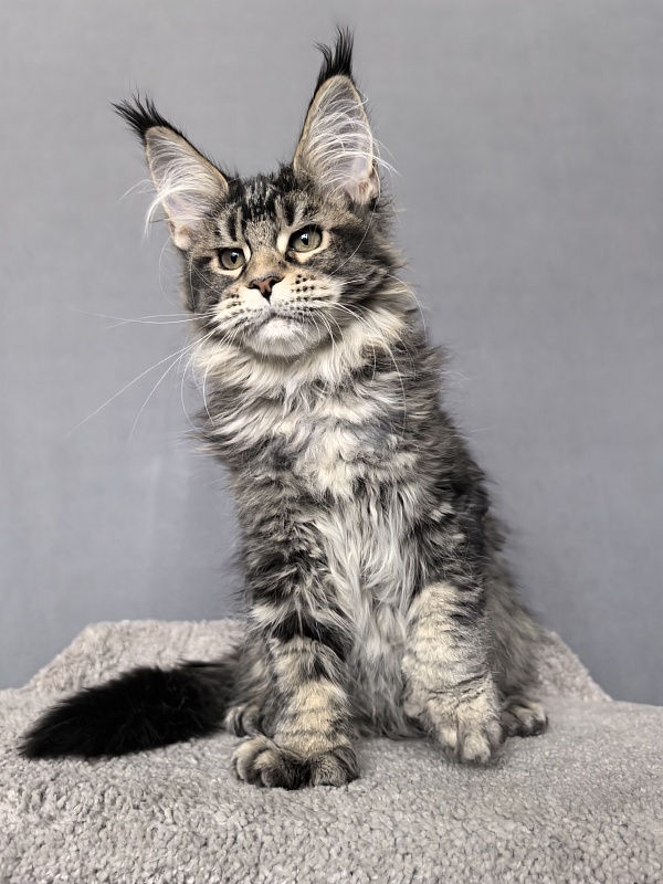 Taiga Akbars  (polydactyl 66/66) - Kitten maine-coon 3 months