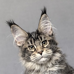 Taiga Akbars (polydactyl 66/66)