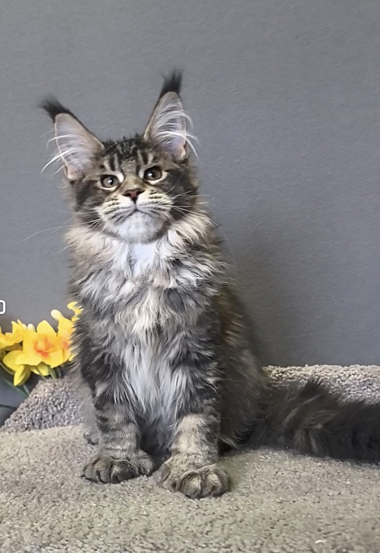 Taiga Akbars  (polydactyl 66/66) - Kitten maine-coon 3 months 0.5 weeks