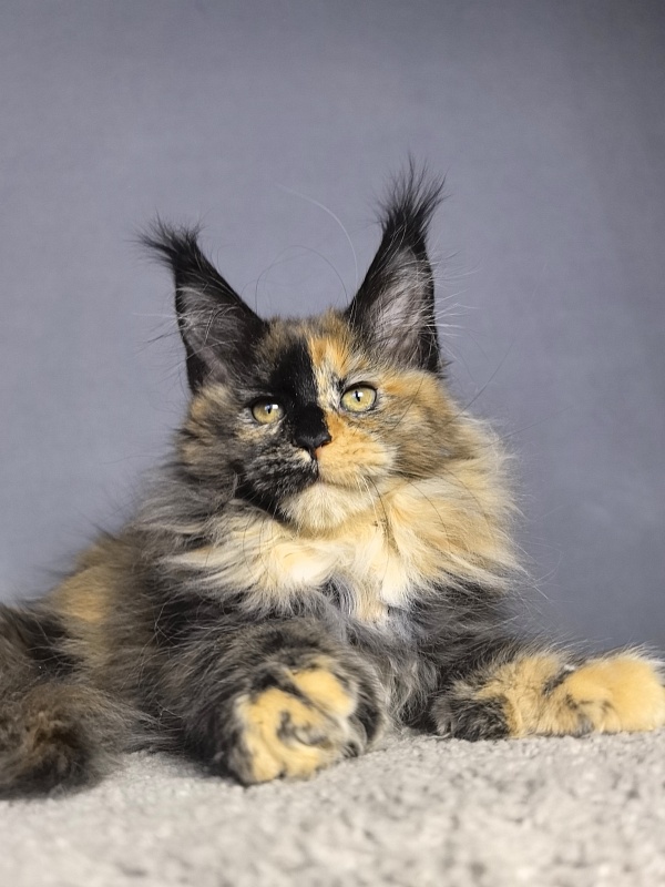 Tara Mi Akbars - Kitten maine-coon 2 months 1.5 week