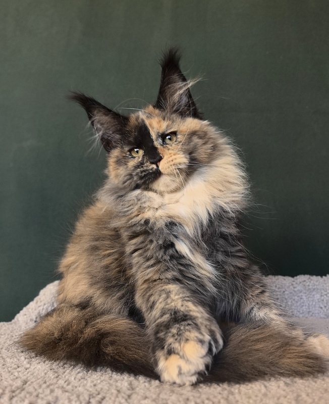 Tara Mi Akbars (polydactyl 66/66) - Kitten maine-coon 2 months 3 weeks