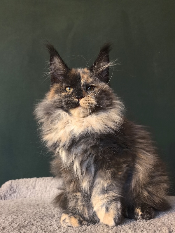 Tara Mi Akbars (polydactyl 66/66) - Kitten maine-coon 2 months 3 weeks