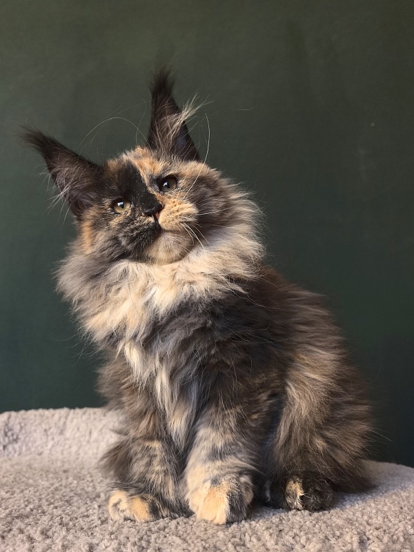 Tara Mi Akbars (polydactyl 66/66) - Kitten maine-coon 2 months 3 weeks