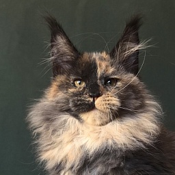 Tara Mi Akbars (polydactyl 66/66)