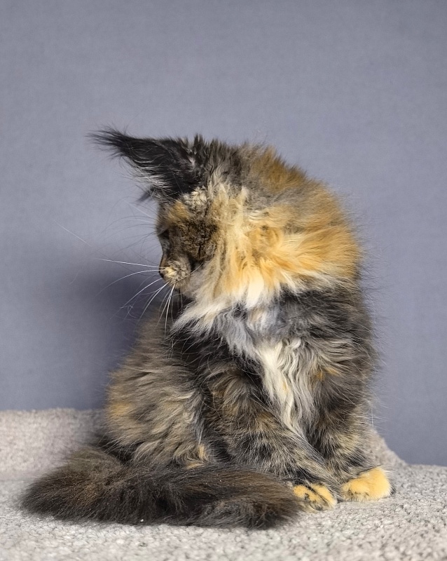 Tara Mi Akbars - Kitten maine-coon 2 months 1.5 week