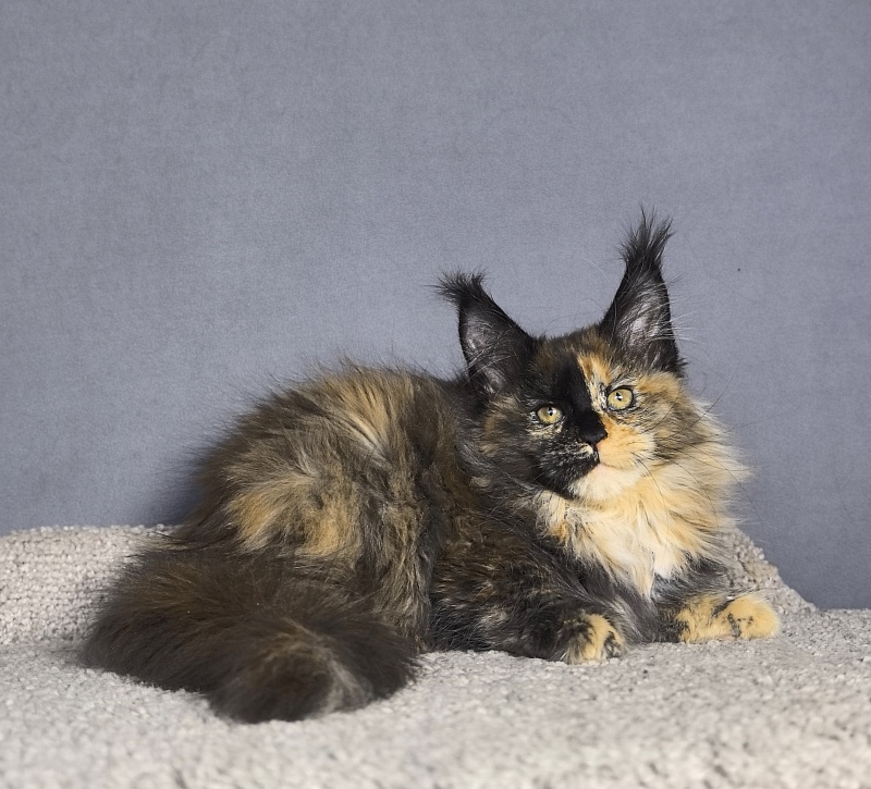 Tara Mi Akbars - Kitten maine-coon 2 months 1.5 week