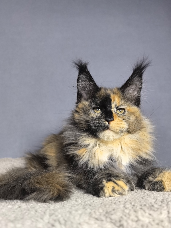 Tara Mi Akbars - Kitten maine-coon 2 months 1.5 week