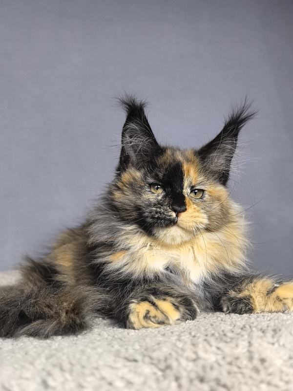 Tara Mi Akbars - Kitten maine-coon 2 months 1.5 week