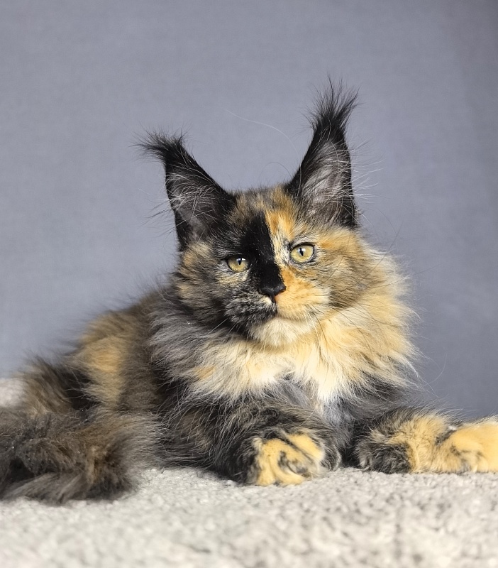 Tara Mi Akbars - Kitten maine-coon 2 months 1.5 week