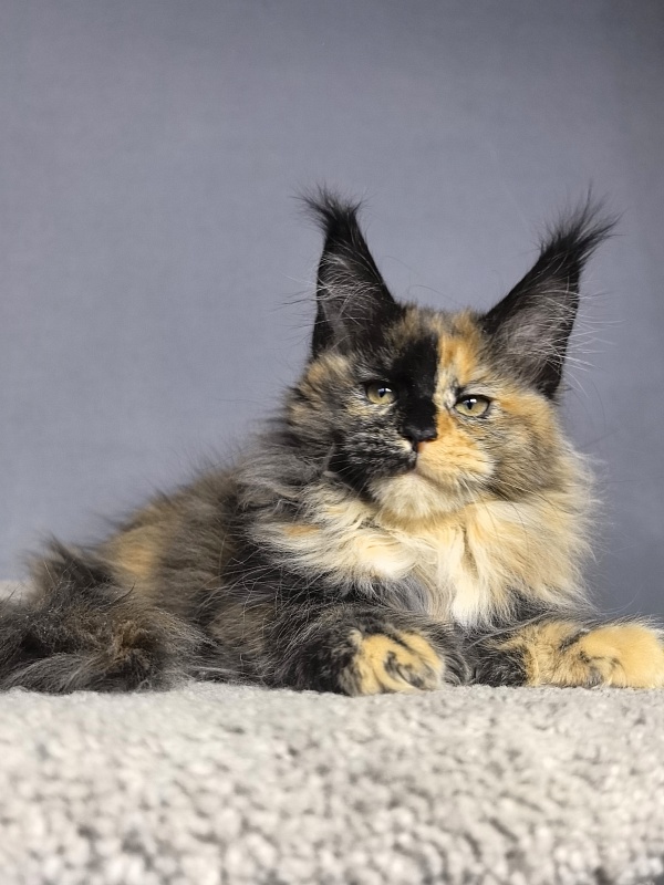 Tara Mi Akbars - Kitten maine-coon 2 months 1.5 week