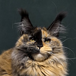 Tara Mi Akbars (polydactyl 66/66)