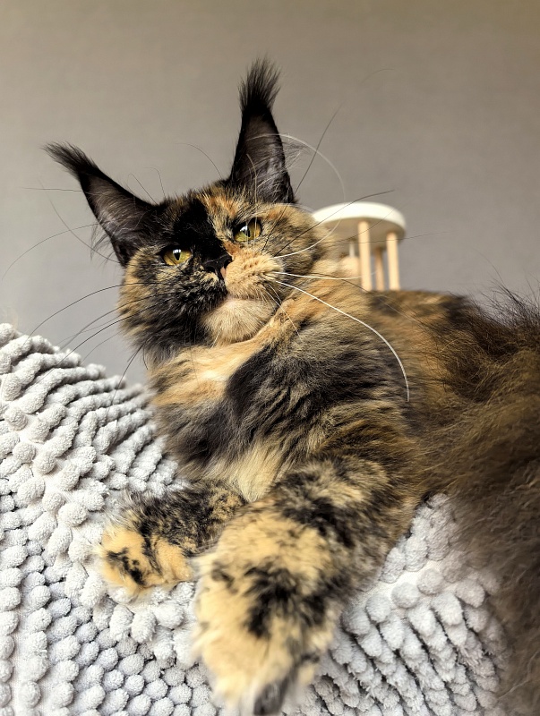 Tara Mi Akbars (polydactyl 66/66) - Junior maine-coon 8 months 0.5 weeks