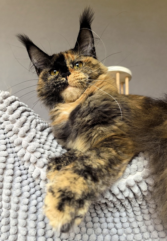Tara Mi Akbars (polydactyl 66/66) - Junior maine-coon 8 months 0.5 weeks