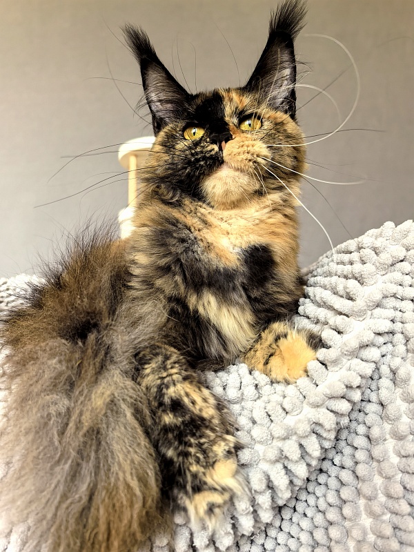 Tara Mi Akbars (polydactyl 66/66) - Junior maine-coon 8 months 0.5 weeks