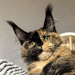 Tara Mi Akbars (polydactyl 66/66)