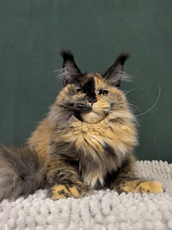 Tara Mi Akbars (polydactyl 66/66) - Kitten maine-coon 5 months 2 weeks