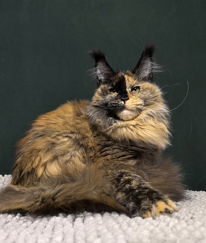 Tara Mi Akbars (polydactyl 66/66) - Kitten maine-coon 5 months 2 weeks
