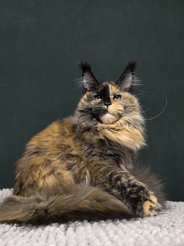 Tara Mi Akbars (polydactyl 66/66) - Kitten maine-coon 5 months 2 weeks