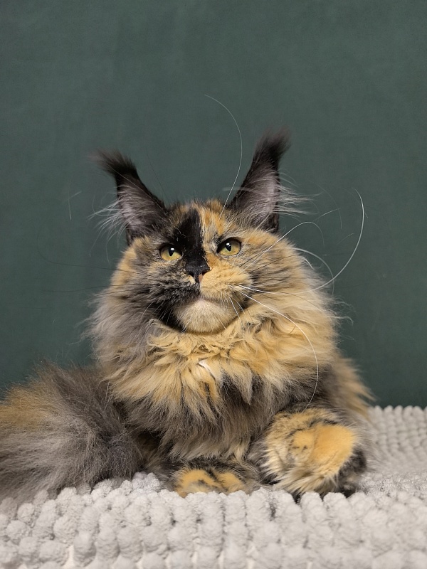 Tara Mi Akbars (polydactyl 66/66) - Kitten maine-coon 5 months 2 weeks