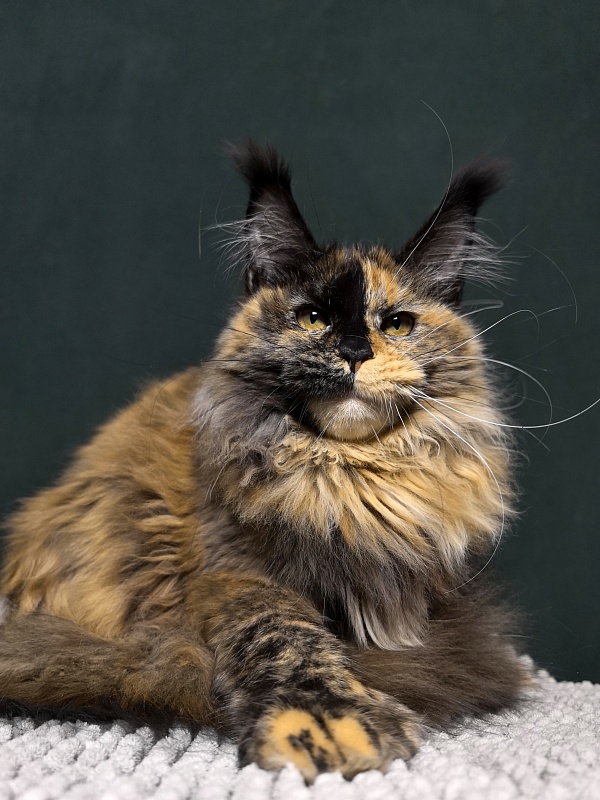 Tara Mi Akbars (polydactyl 66/66) - Kitten maine-coon 5 months 2 weeks