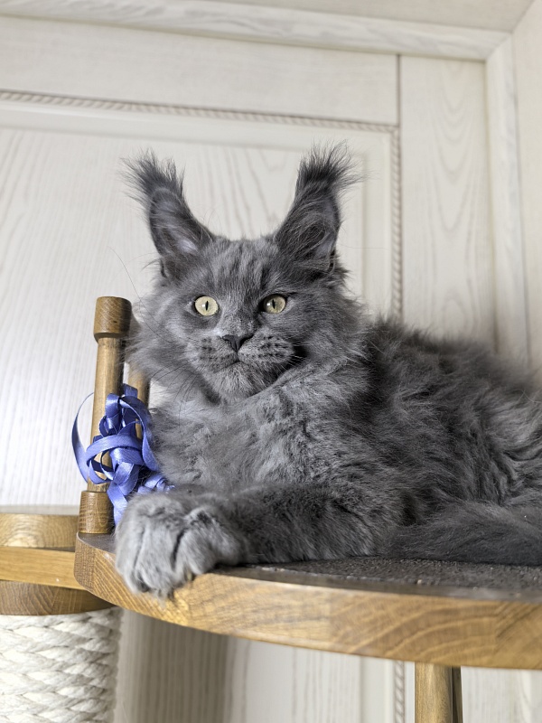 Wild Cat Akbars - Kitten maine-coon 3 months 0.5 weeks