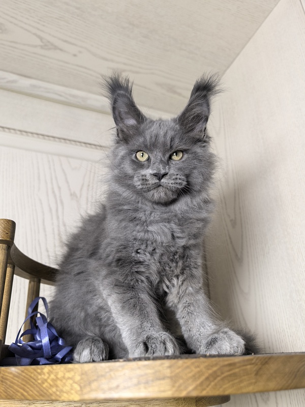 Wild Cat Akbars - Kitten maine-coon 3 months 0.5 weeks