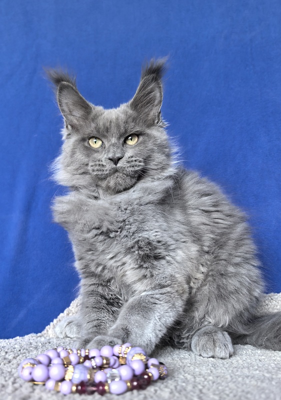 Wild Cat Akbars - Kitten maine-coon 3 months 2.5 weeks