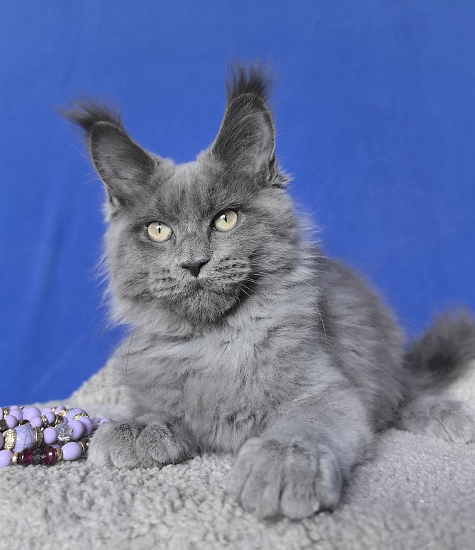 Wild Cat Akbars - Kitten maine-coon 3 months 2.5 weeks
