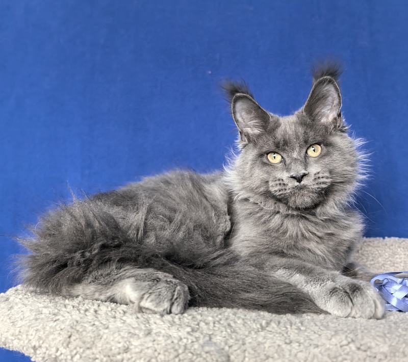 Wild Cat Akbars - Kitten maine-coon 3 months 4 weeks