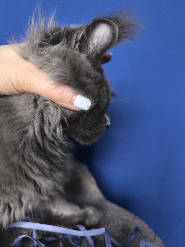 Wild Cat Akbars - Kitten maine-coon 3 months 4 weeks